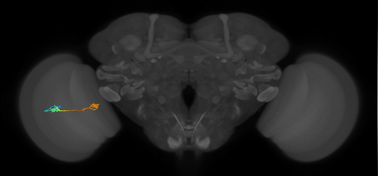 Tm5Y_L (MaleCNS:539826)
