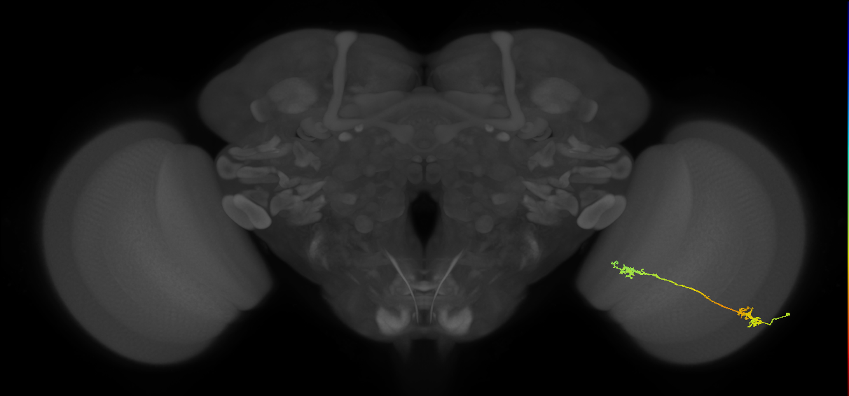 Tm5Y_R (MaleCNS:53856)