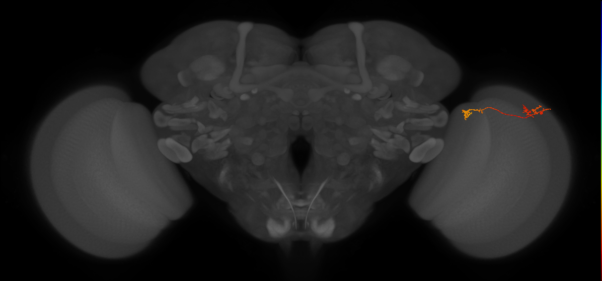 Tm5Y_R (MaleCNS:100781)