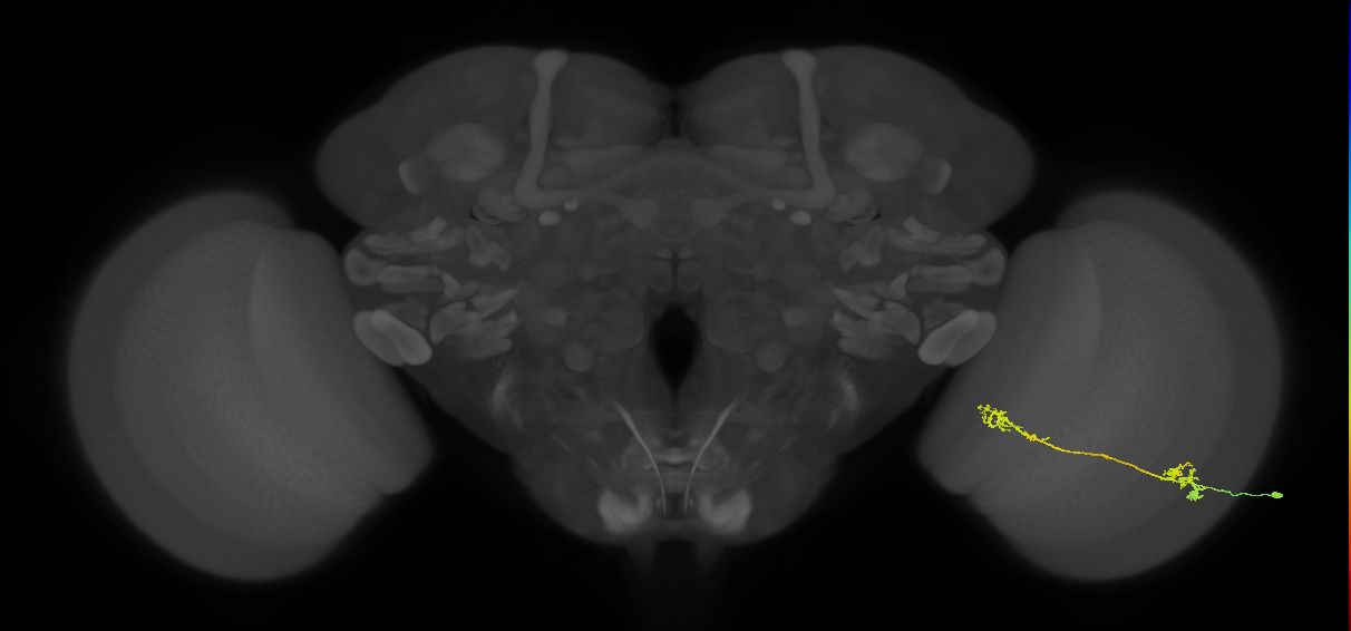 Tm5Y_R (MaleCNS:56793)