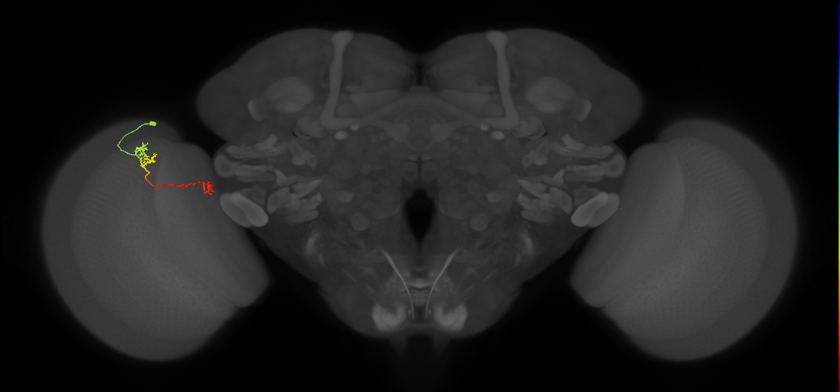 Tm5Y_L (MaleCNS:138645)