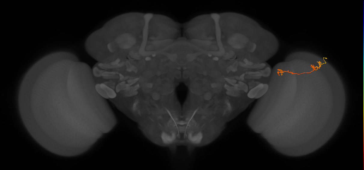 Tm5Y_R (MaleCNS:82369)