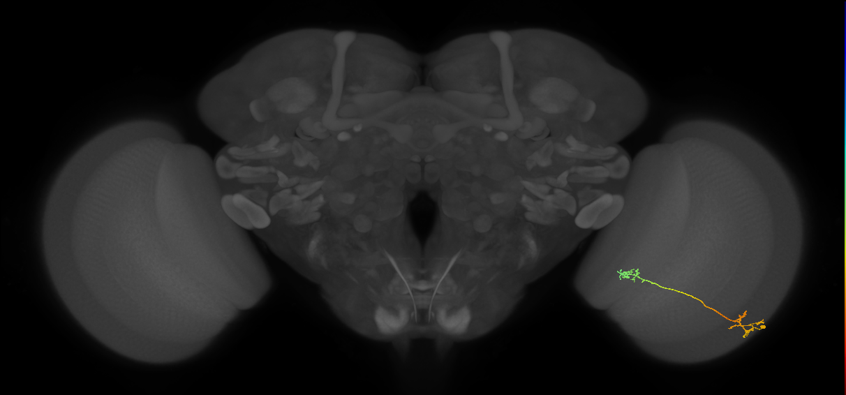 Tm5Y_R (MaleCNS:86852)