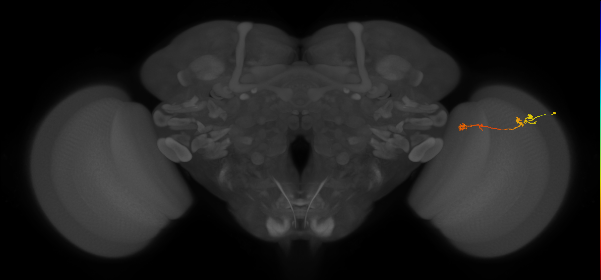 Tm5Y_R (MaleCNS:90521)