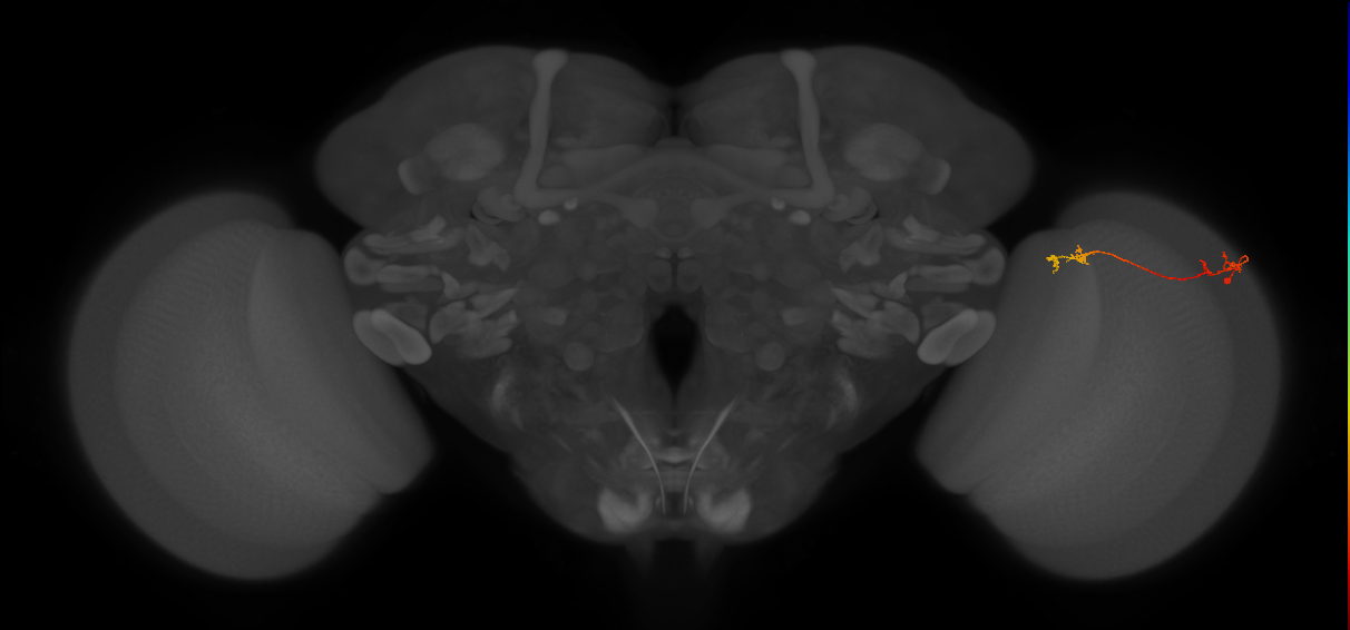 Tm5Y_R (MaleCNS:112778)