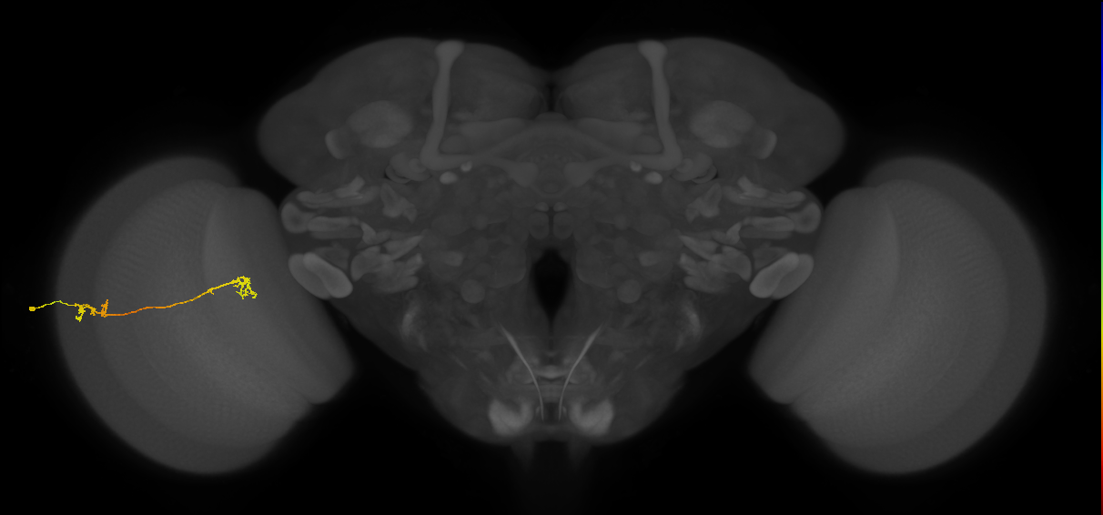 Tm5Y_L (MaleCNS:66947)