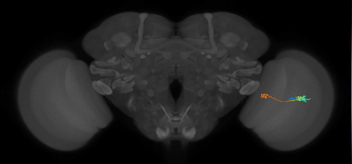 Tm5Y_R (MaleCNS:67932)