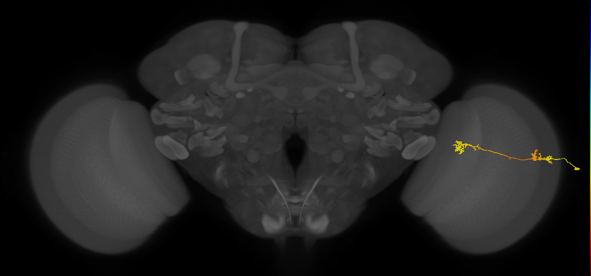 Tm5Y_R (MaleCNS:101832)