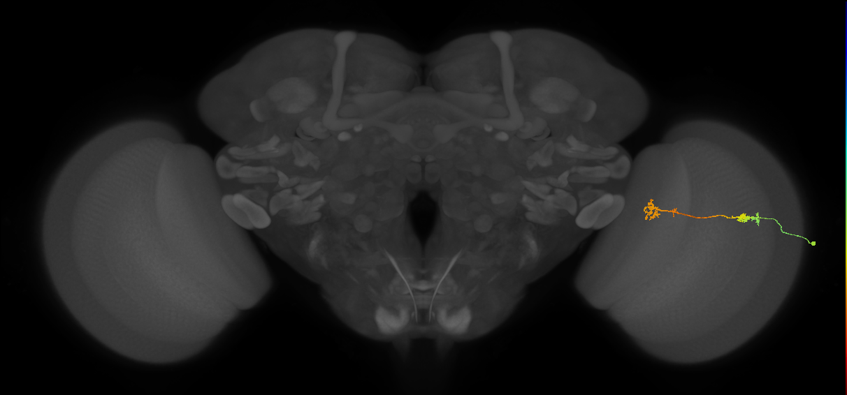 Tm5Y_R (MaleCNS:74302)