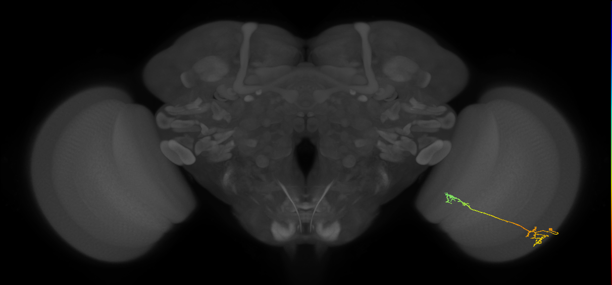 Tm5Y_R (MaleCNS:71365)