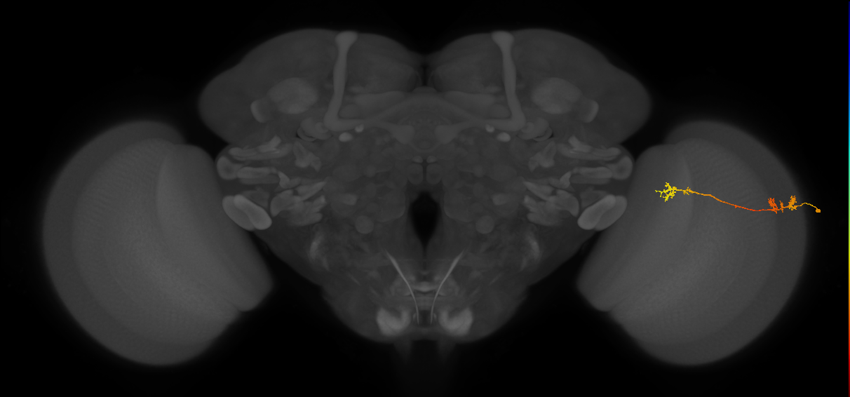 Tm5Y_R (MaleCNS:113155)