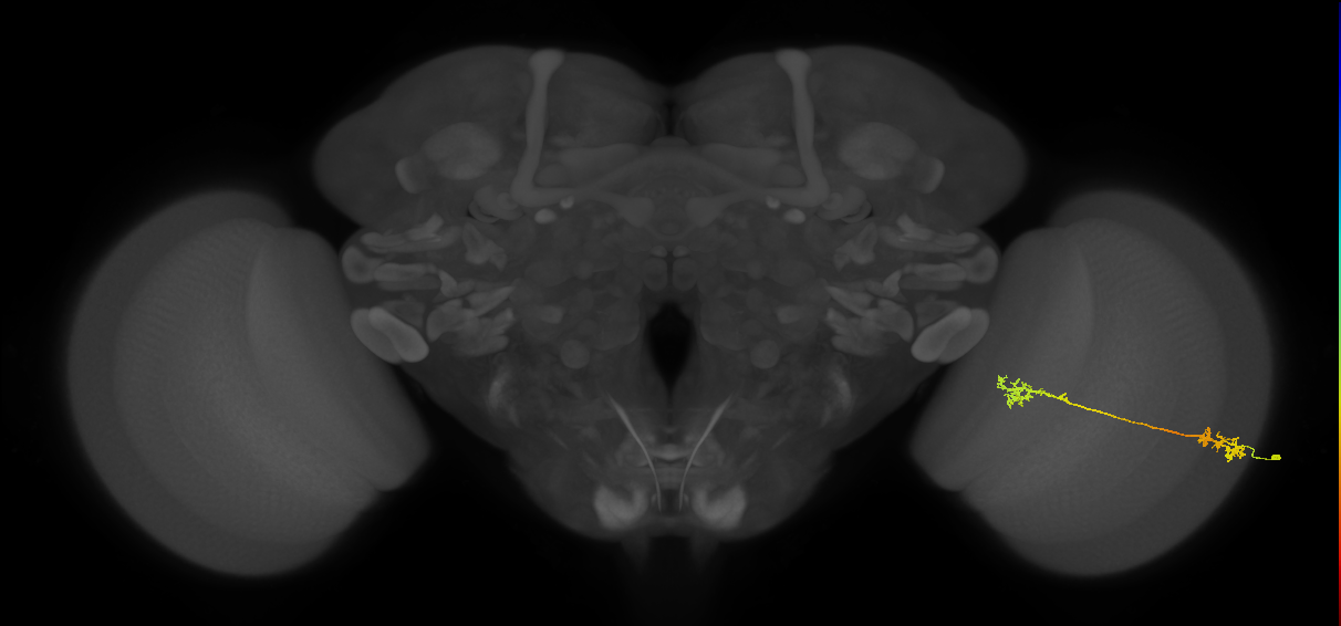 Tm5Y_R (MaleCNS:77827)