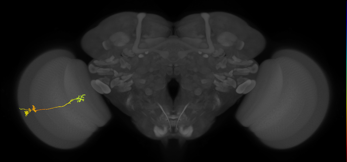 Tm5Y_L (MaleCNS:532371)