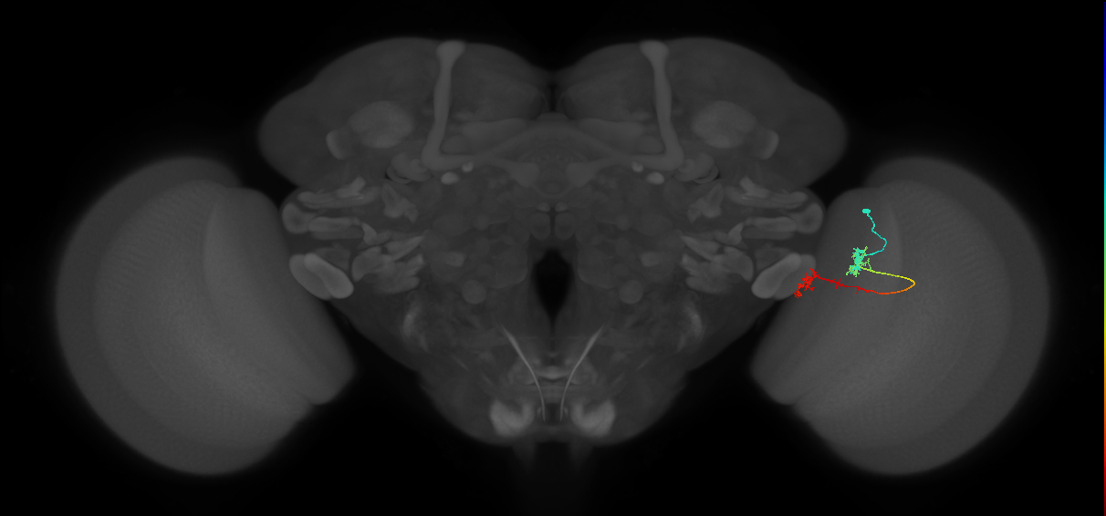 Tm5Y_R (MaleCNS:78367)