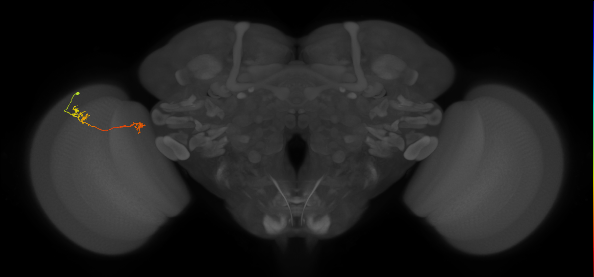 Tm5Y_L (MaleCNS:86458)