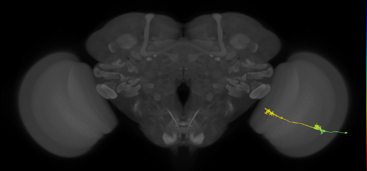 Tm5Y_R (MaleCNS:55592)