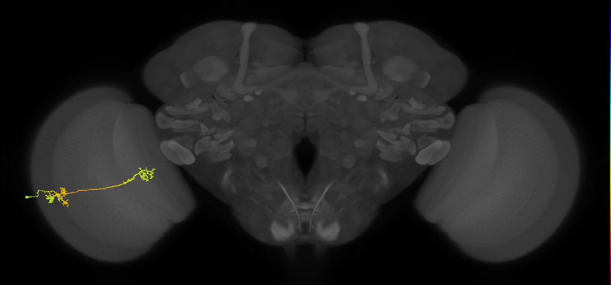 Tm5Y_L (MaleCNS:63869)