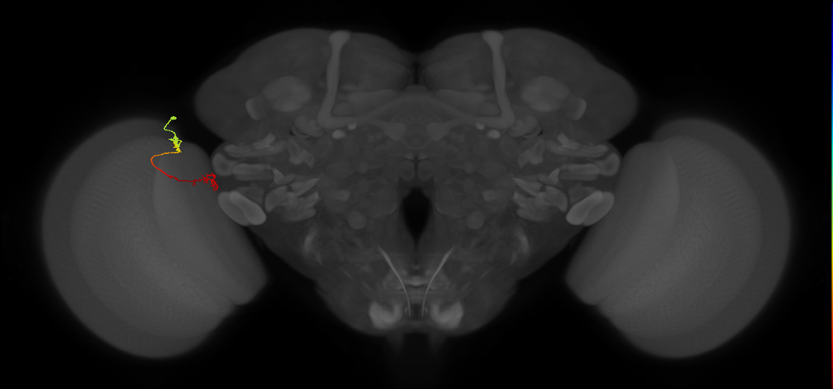 Tm5Y_L (MaleCNS:550143)