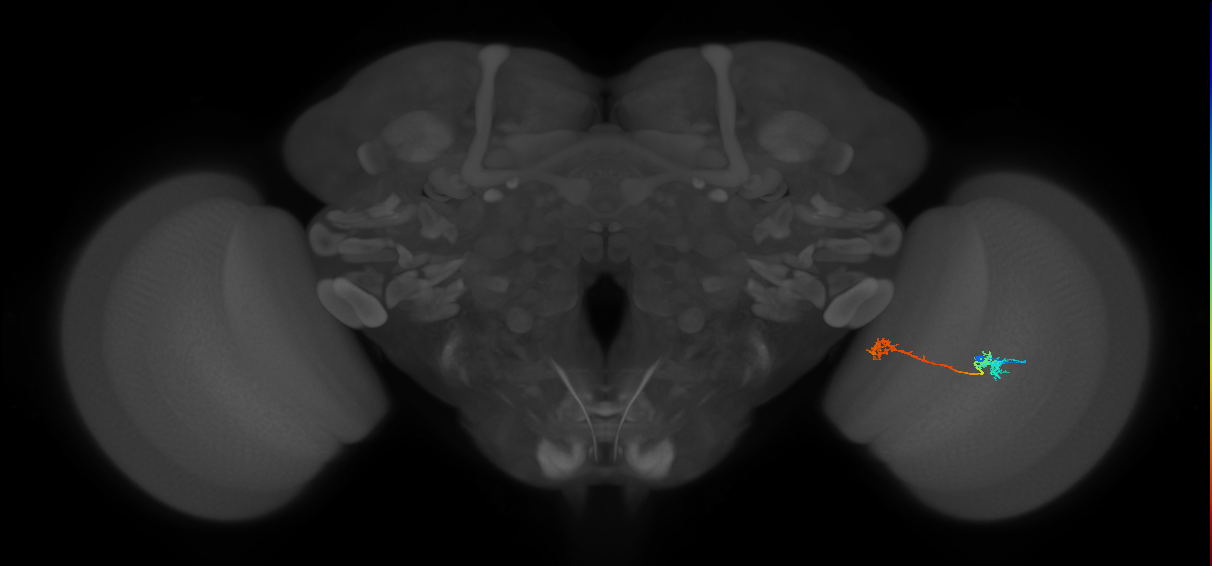 Tm5Y_R (MaleCNS:65055)