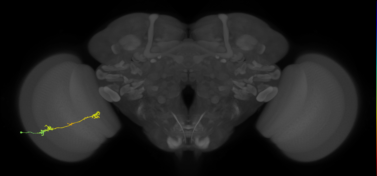 Tm5Y_L (MaleCNS:26588)