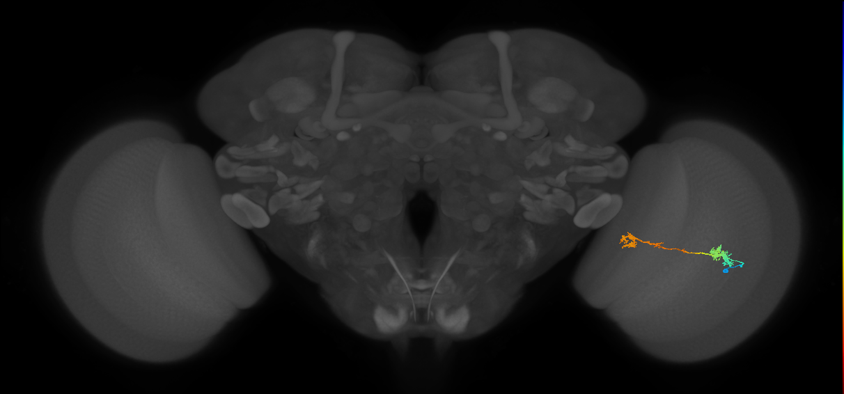 Tm5Y_R (MaleCNS:68625)