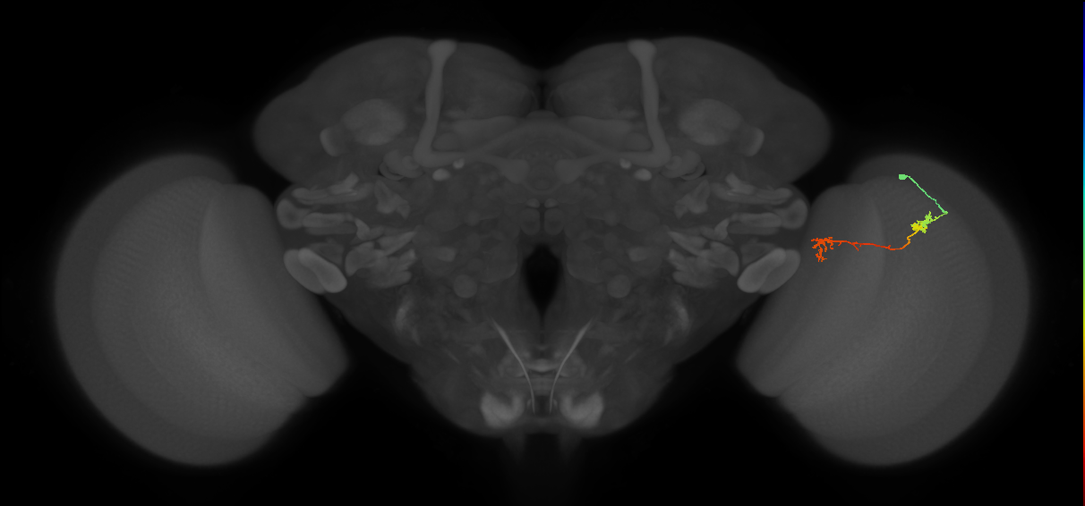 Tm5Y_R (MaleCNS:85036)
