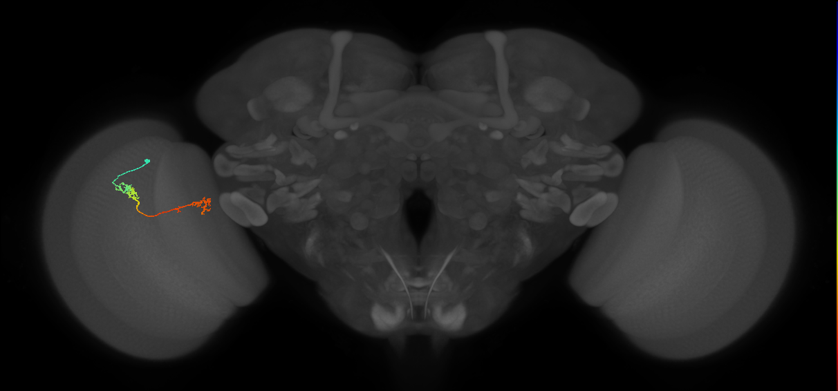 Tm5Y_L (MaleCNS:82544)