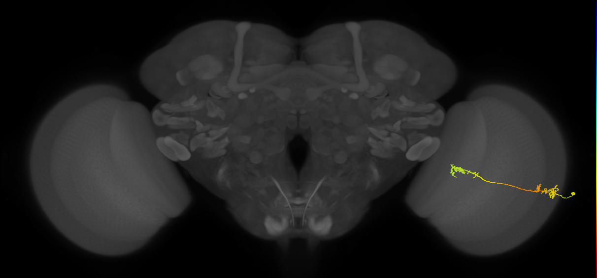 Tm5Y_R (MaleCNS:74509)