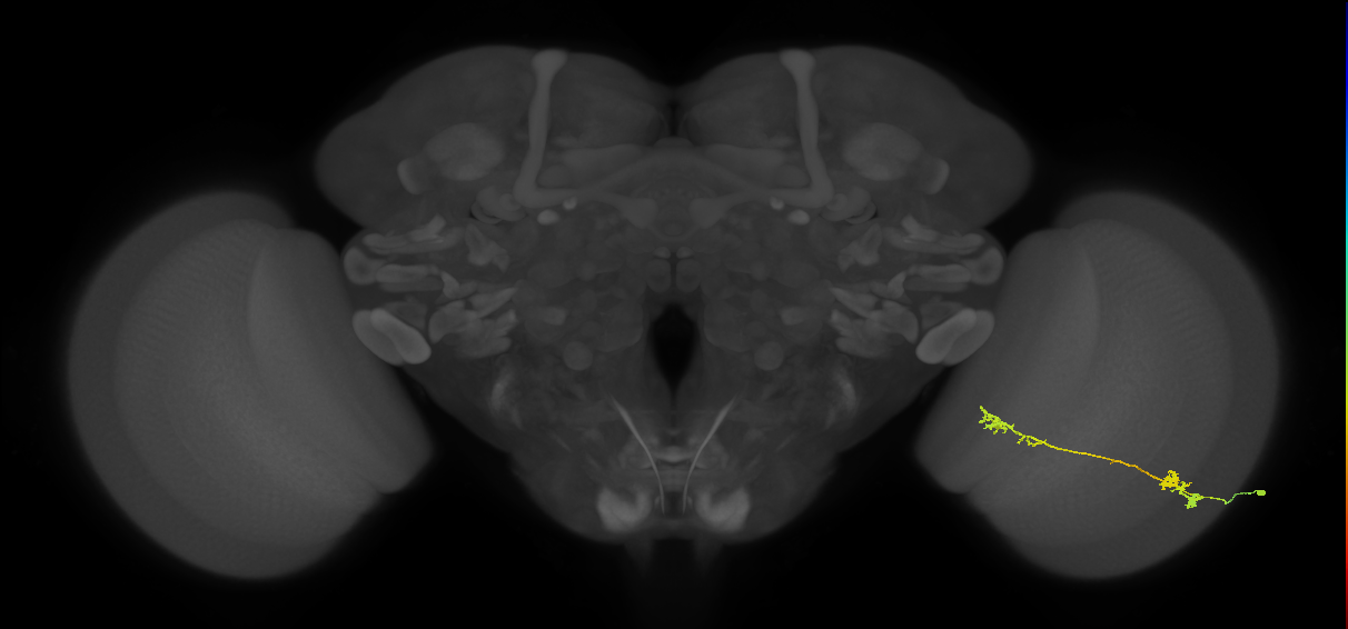 Tm5Y_R (MaleCNS:53908)