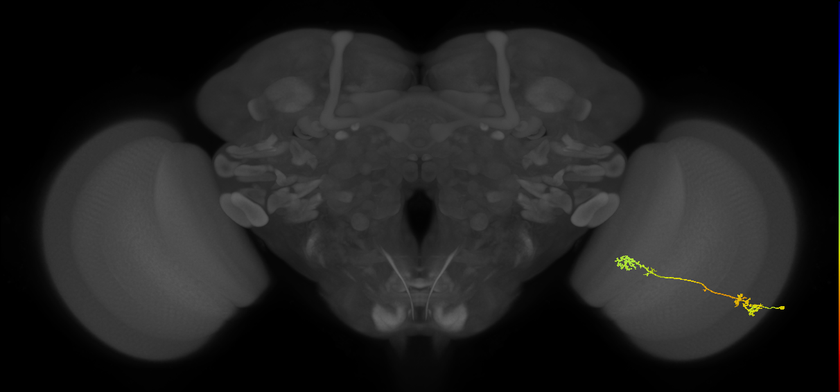 Tm5Y_R (MaleCNS:47695)