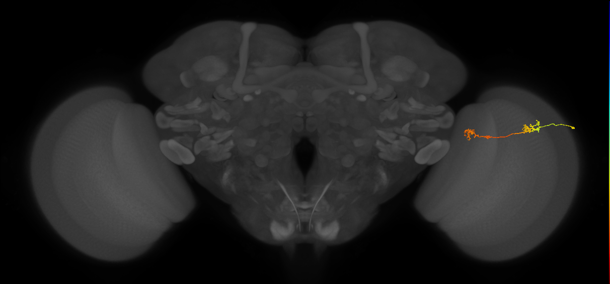 Tm5Y_R (MaleCNS:84540)