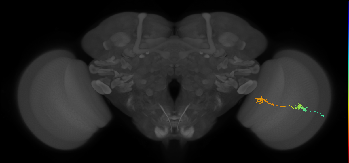 Tm5Y_R (MaleCNS:55614)
