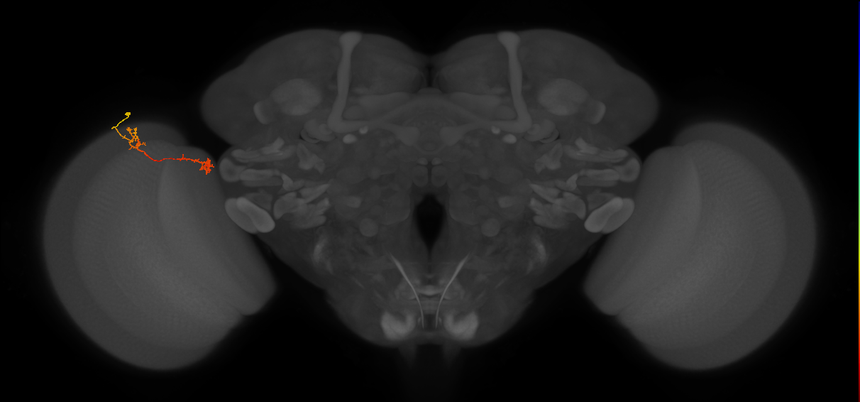 Tm5Y_L (MaleCNS:535595)
