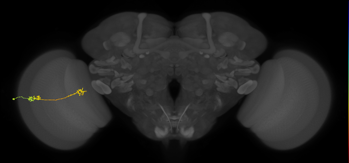 Tm5Y_L (MaleCNS:54141)