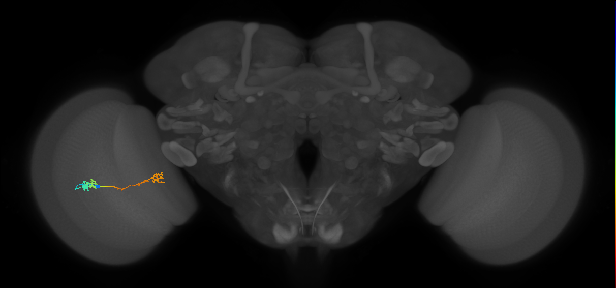 Tm5Y_L (MaleCNS:59688)