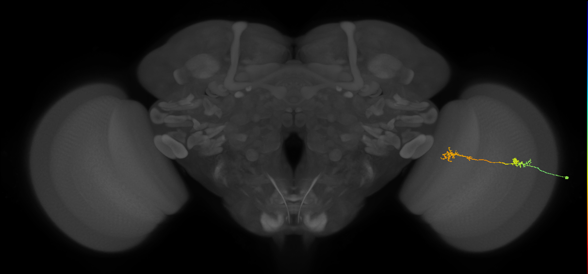 Tm5Y_R (MaleCNS:109479)