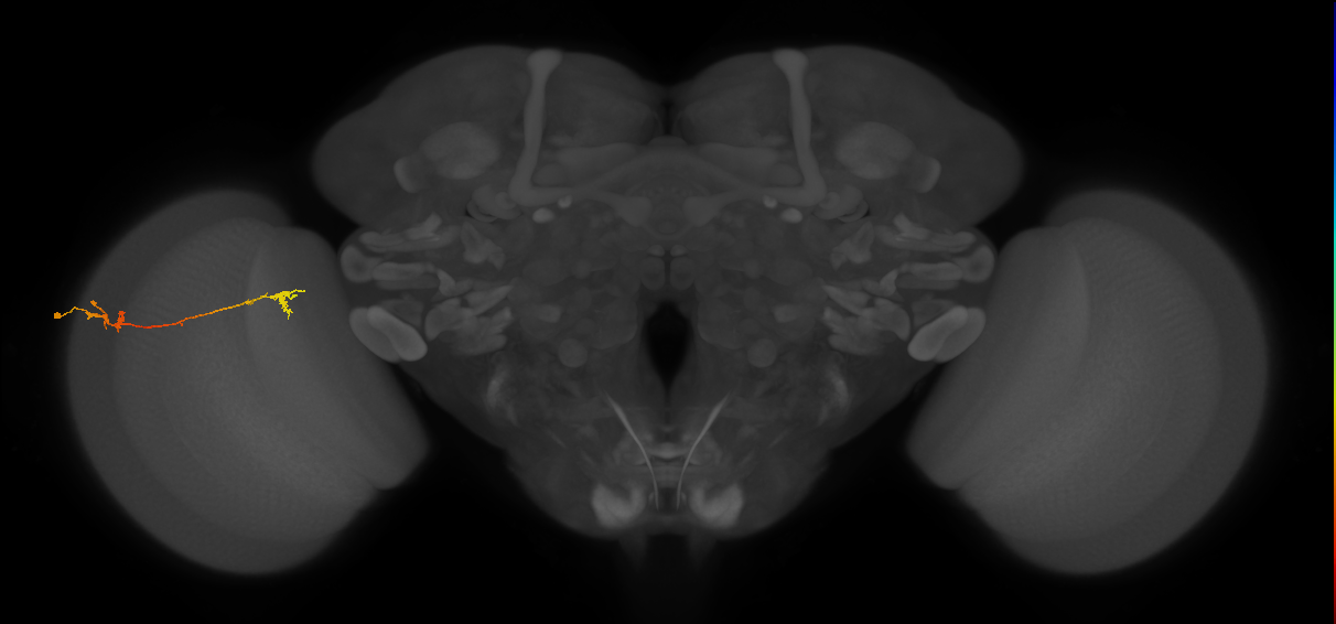 Tm5Y_L (MaleCNS:51587)