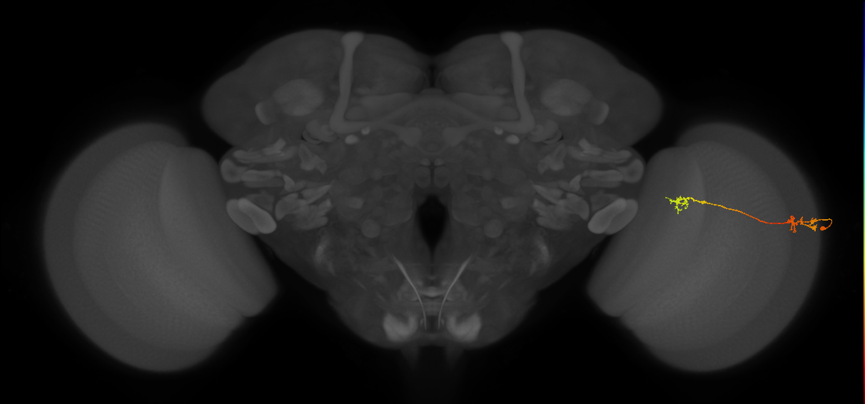Tm5Y_R (MaleCNS:81425)