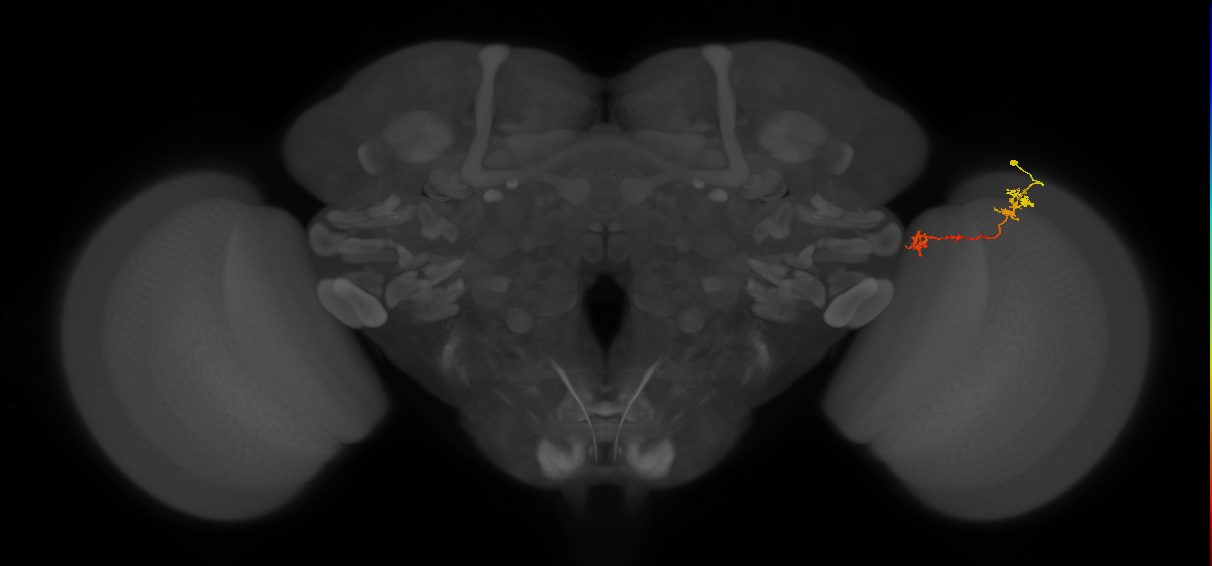 Tm5Y_R (MaleCNS:83742)