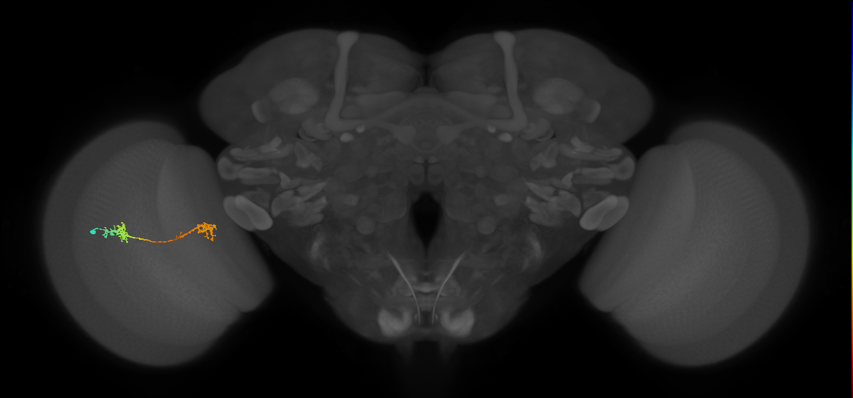 Tm5Y_L (MaleCNS:69504)