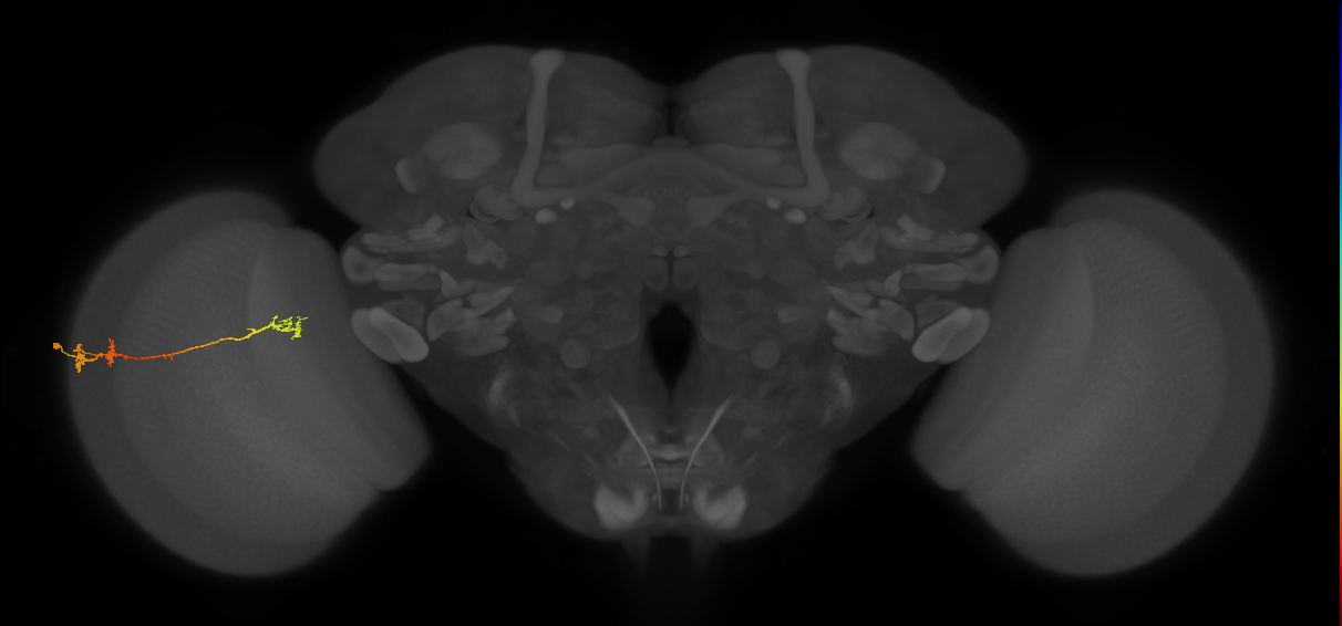 Tm5Y_L (MaleCNS:55031)
