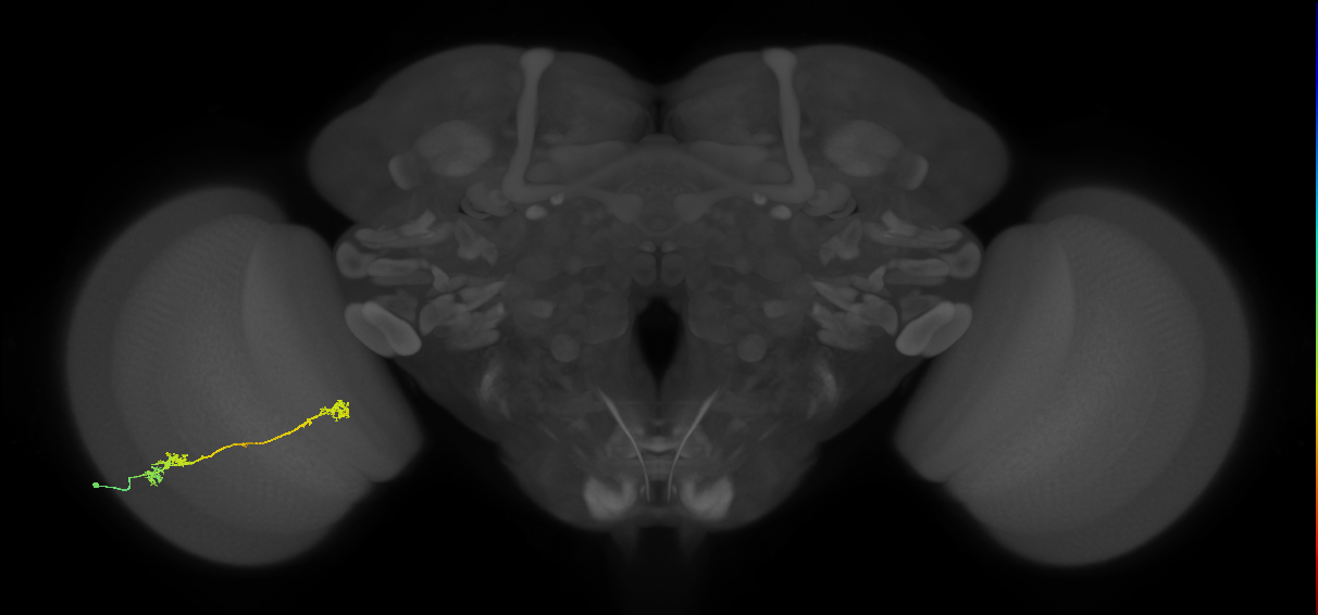 Tm5Y_L (MaleCNS:544162)