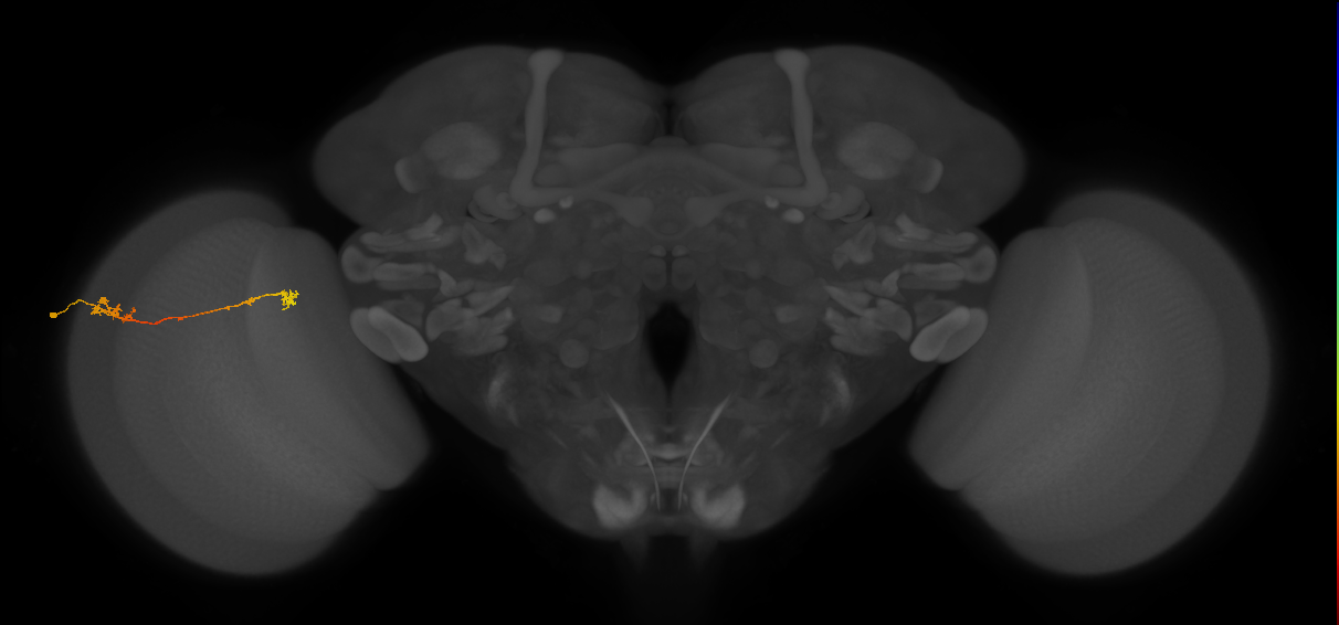 Tm5Y_L (MaleCNS:89763)