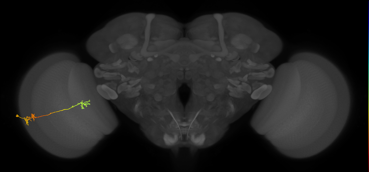 Tm5Y_L (MaleCNS:27068)
