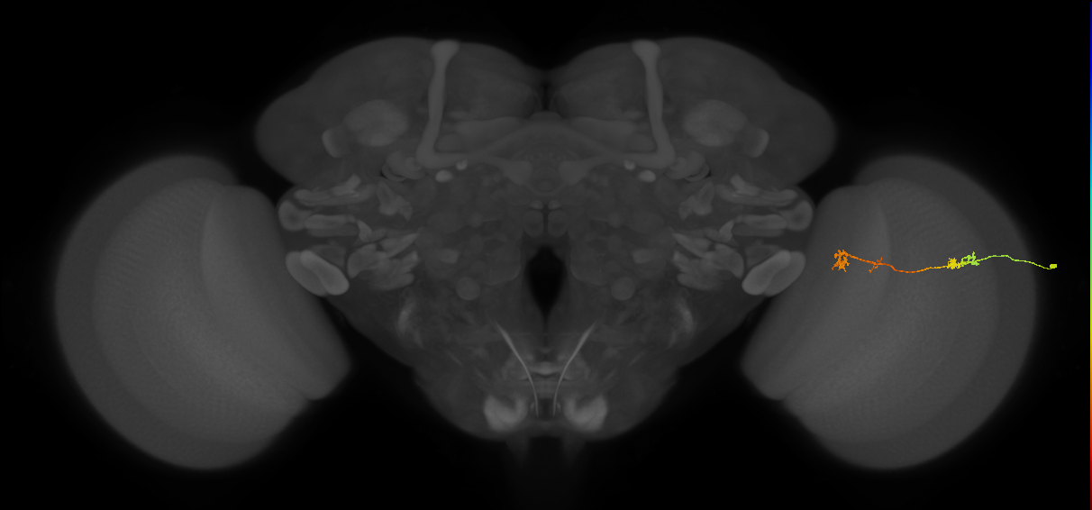 Tm5Y_R (MaleCNS:85560)