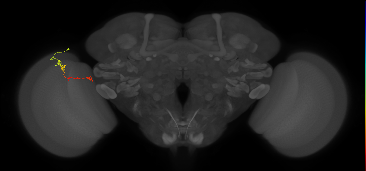 Tm5Y_L (MaleCNS:89151)