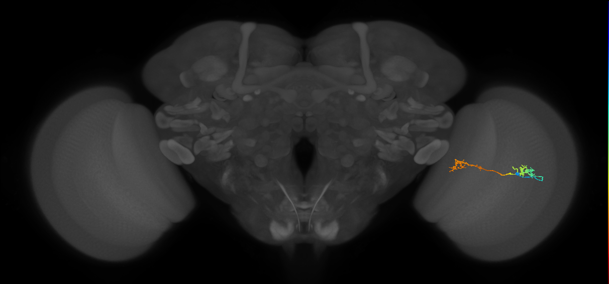 Tm5Y_R (MaleCNS:73854)