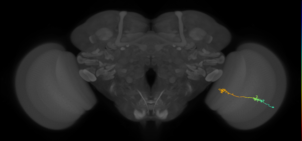 Tm5Y_R (MaleCNS:68449)