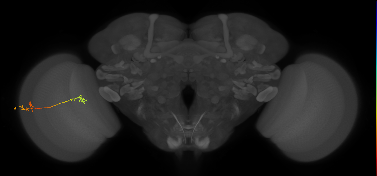 Tm5Y_L (MaleCNS:65567)