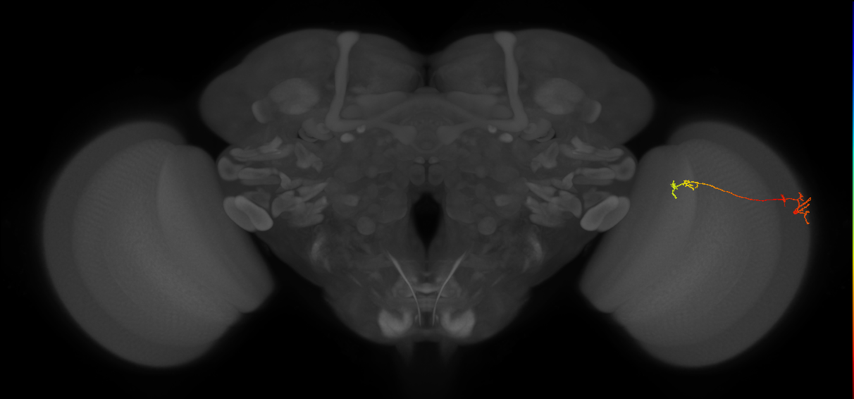 Tm5Y_R (MaleCNS:104733)